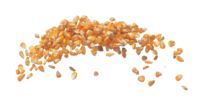 Corn dried seed grain fly in mid air. Yellow Golden corn seed falling scatter, explosion float in shape form line group. White background isolated freeze motion high speed shutter