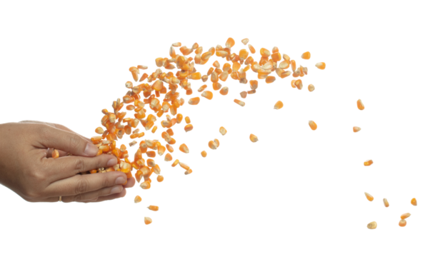 Corn dried seed grain fly in hand. Yellow Golden corn seed falling scatter, explosion float in shape form line group. White background isolated freeze motion high speed shutter