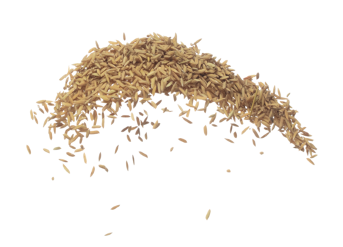 Paddy Rice grain fly in mid air. Yellow Golden Paddy Rice falling scatter, explosion float in shape form line group. White background isolated freeze motion high speed shutter