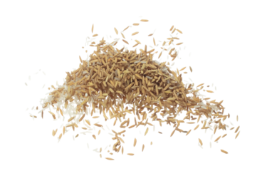 Paddy Rice grain fly in mid air. Yellow Golden Paddy Rice falling scatter, explosion float in shape form line group. White background isolated freeze motion high speed shutter