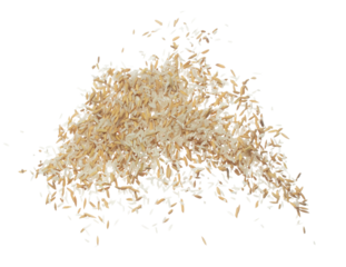 Paddy Rice grain fly in mid air. Yellow Golden Paddy Rice falling scatter, explosion float in shape form line group. White background isolated freeze motion high speed shutter