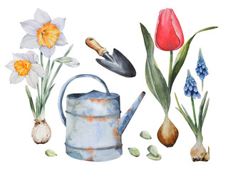 Spring flower set.Watering can,scoop,daffodils,tulips, muscari. watercolor on a white background. For printing on labels, packaging, fabric, postcards © Mariia