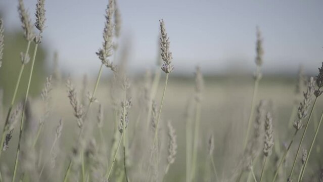 champs de lavande slowmotion