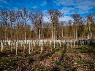 Fototapeta na wymiar Neuanpflanzung junger Bäume in Wuchshüllen