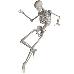 skeleton posing 3d render illustration with transparent background