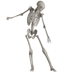 skeleton posing 3d render illustration with transparent background