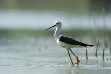 A Black-winged stilt bird wades in shallow water. Himantopus himantopus. A shorebird in the nature habitat.