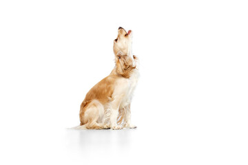 Naklejka na ściany i meble Studio image of beautiful dog, golden english cocker spaniel sitting and howling against white background. Concept of domestic animal, motion, action, pets love, animal life. Copyspace for ad.