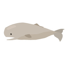 illustration of a whale, sperm whale,  the largest of the toothed whales