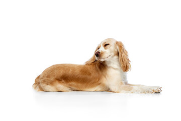 Studio image of calm and relaxed, beautiful dog, english cocker spaniel lying against white background. Sleepy. Concept of domestic animal, motion, action, pets love, animal life. Copyspace for ad.