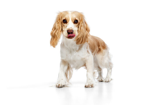 Studio image of small, cute, beautiful dog, english cocker spaniel walking and licking against white background. Concept of domestic animal, motion, action, pets love, animal life. Copyspace for ad.