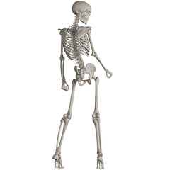 skeleton posing 3d render illustration with transparent background