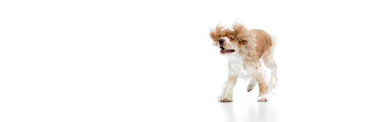 Running. Flying ears. Studio image of beautiful dog, english cocker spaniel in motion against white...