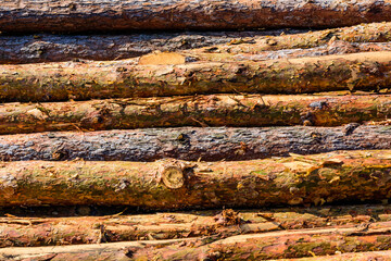 Background of the many tree logs. Wooden pattern