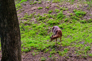 Young white tail deer (Odocoileus virginianus) grazing on a meadow