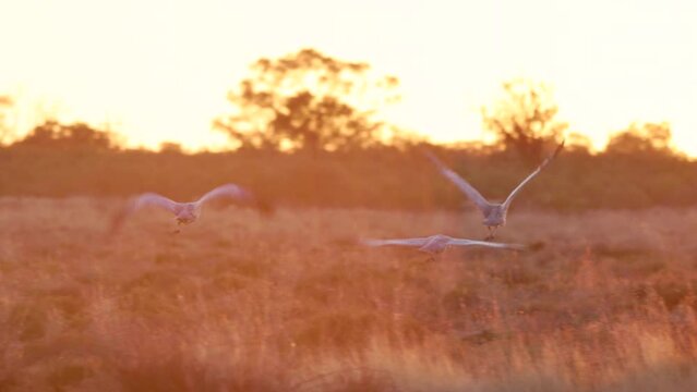 a sunrise tracking shot of a family of brolgas taking off and flying away at lake bindegolly national park in outback queensland, aust