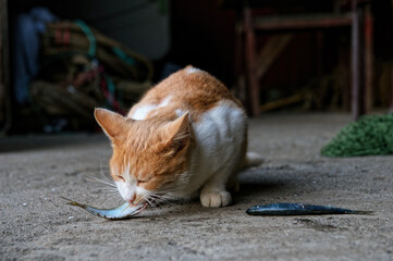 Fototapeta na wymiar A red-and-white cat eats a fresh horse mackerel. Copy space, close-up.