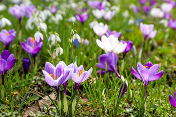 Violet Crocus spring flowers field on a sunny day, concept of awakening 