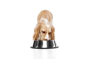 Studio image of beautiful dog, golden english cocker spaniel eating from bowl against white...