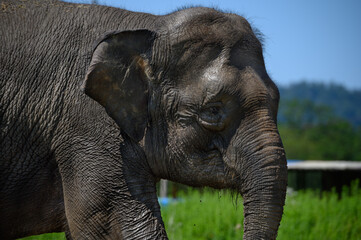 Naklejka premium Portrait of an Asian elephant in profile against a background of blue sky and green grass. Close-up.