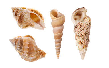 Collection of seashell isolated on transparent background. Seashell for you design. - obrazy, fototapety, plakaty