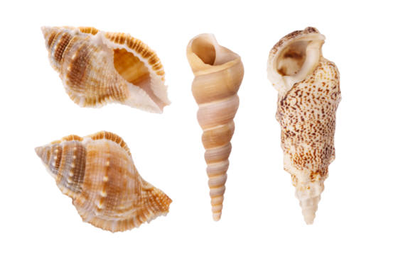 Collection of seashell isolated on transparent background. Seashell for you design.