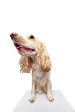 Studio fish-eye image of beautiful dog's muzzle, english cocker spaniel looking at camera against white background. Concept of domestic animal, motion, action, pets love, animal life. Copyspace for ad