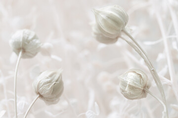 Beige neutral background small tiny dried romantic wedding flowers with blur background macro