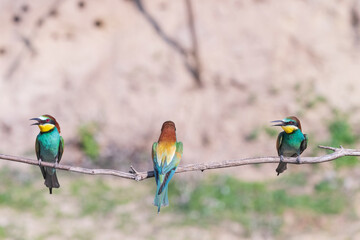 European bee eater (Merops apiaster)