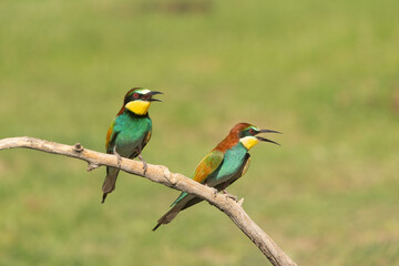 Obraz premium European bee eater (Merops apiaster)