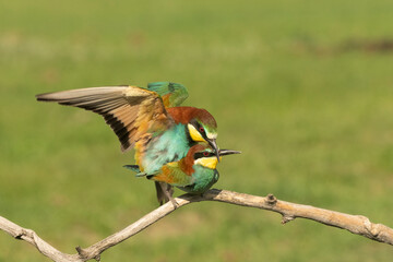 Obraz premium European bee eater (Merops apiaster)