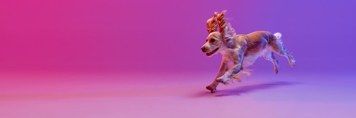 Studio image of beautiful dog, english cocker spaniel running against gradient pink purple...