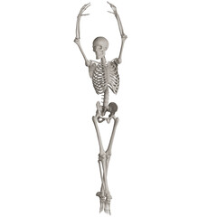 skeleton posing 3d render illustration with transparent background