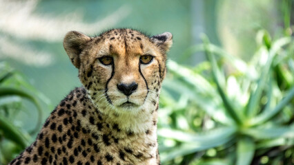 portrait of a cheetah, Auckland Zoo, New Zealand