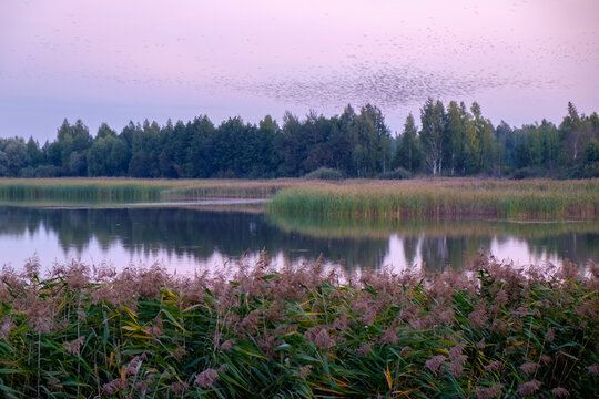 birds over the lake © Александр Арендарь