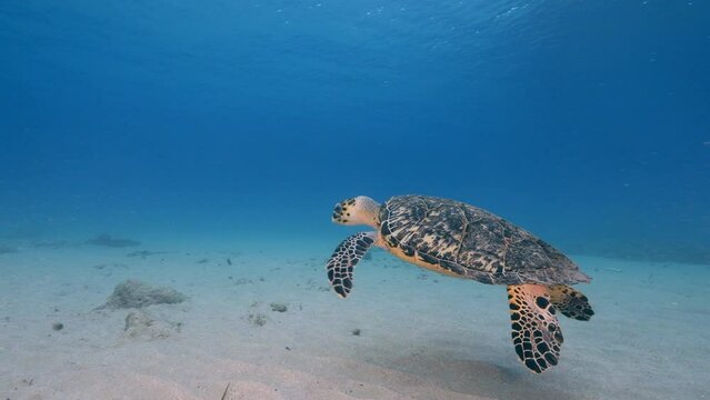 Seascape with Sea Turtle in the coral reef of the Caribbean Sea