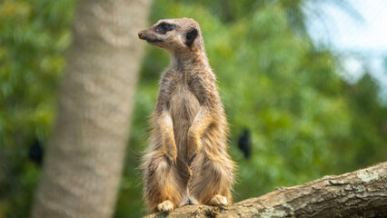meerkat on guard, Auckland Zoo, New Zealand