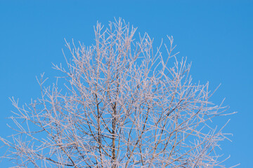 tree with frost on it against a blue sky
