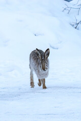 Naklejka premium hare runs through the snow in the winter