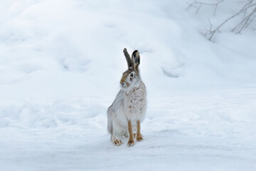 fluffy hare with big ears is sitting in the snow