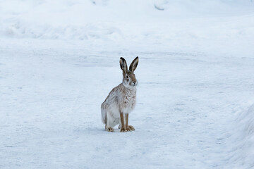 young hare is sitting in the snow in a winter forest