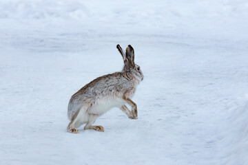 hare runs in the snow the snow is white and the snow is white