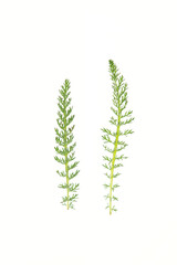 Floral abstract art decoration. Plants isolated on white background.