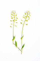 Close up floral abstract decoration. Plants isolated on white background.