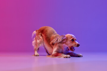 Studio image of beautiful careful dog, english cocker spaniel barking against gradient pink purple...