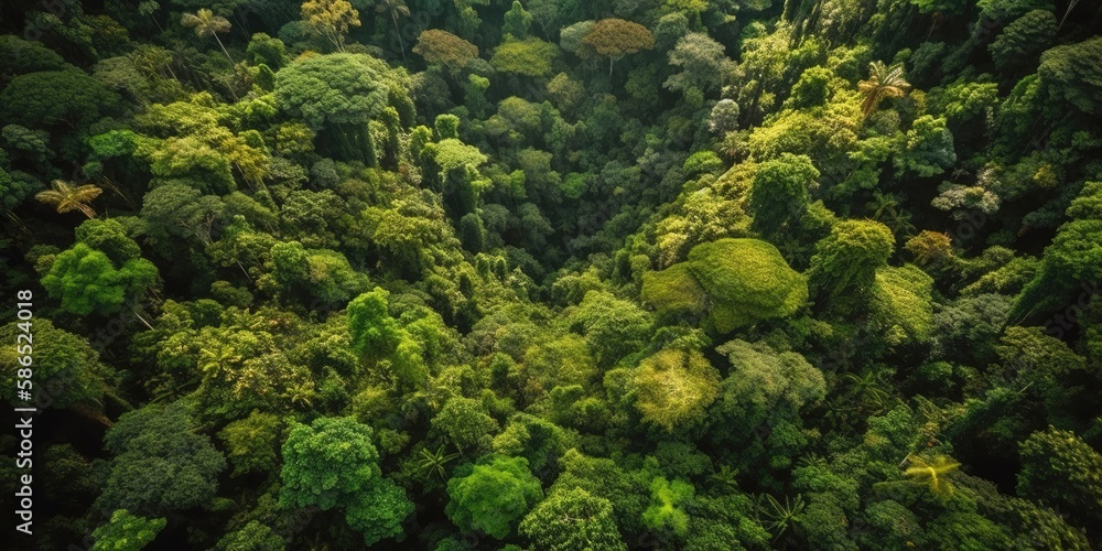 Poster beautiful bird's-eye view of the forest.aerial view. panoramic shot. generative ai
