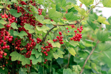 Close-up photo of farm bushes full of ripe red currants.