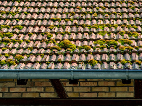 Moos auf altem feuchten Dach