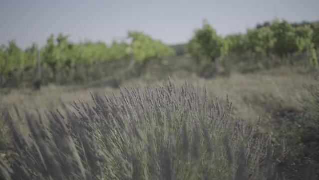champs de lavande slowmotion