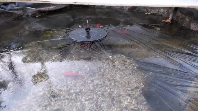 Frozen fish in garden pond